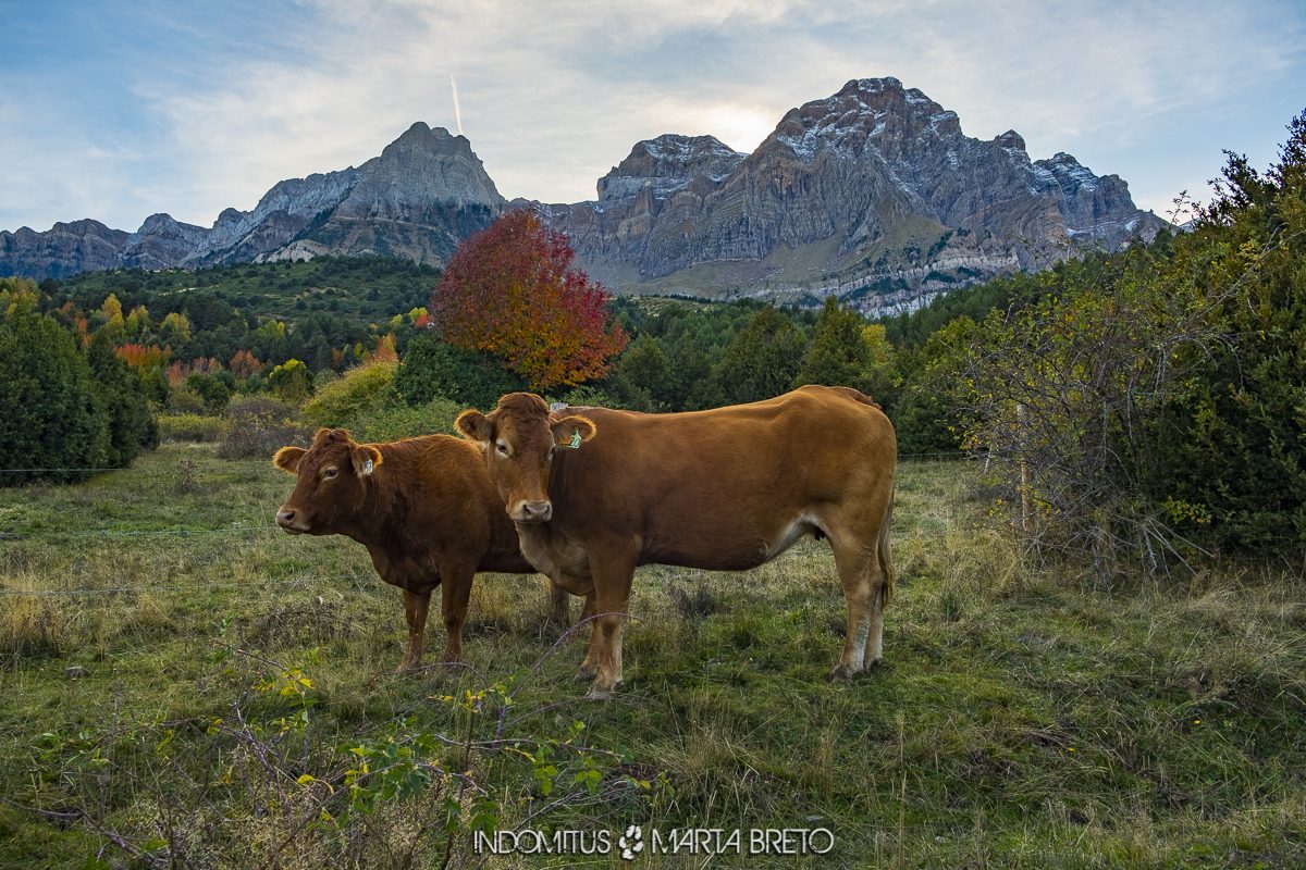 vacas