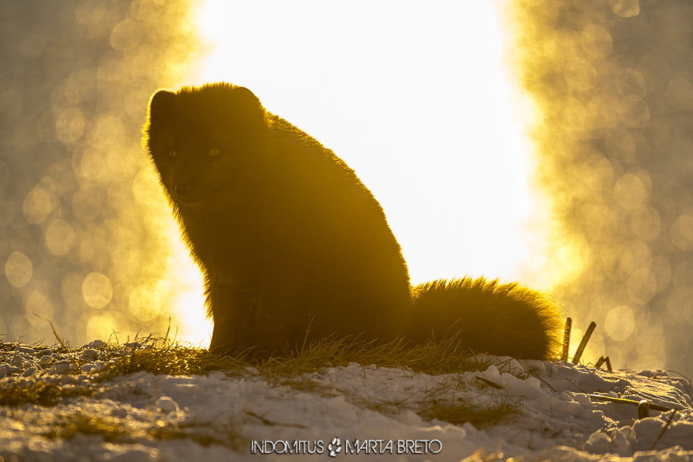 Puesta de sol con zorro ártico