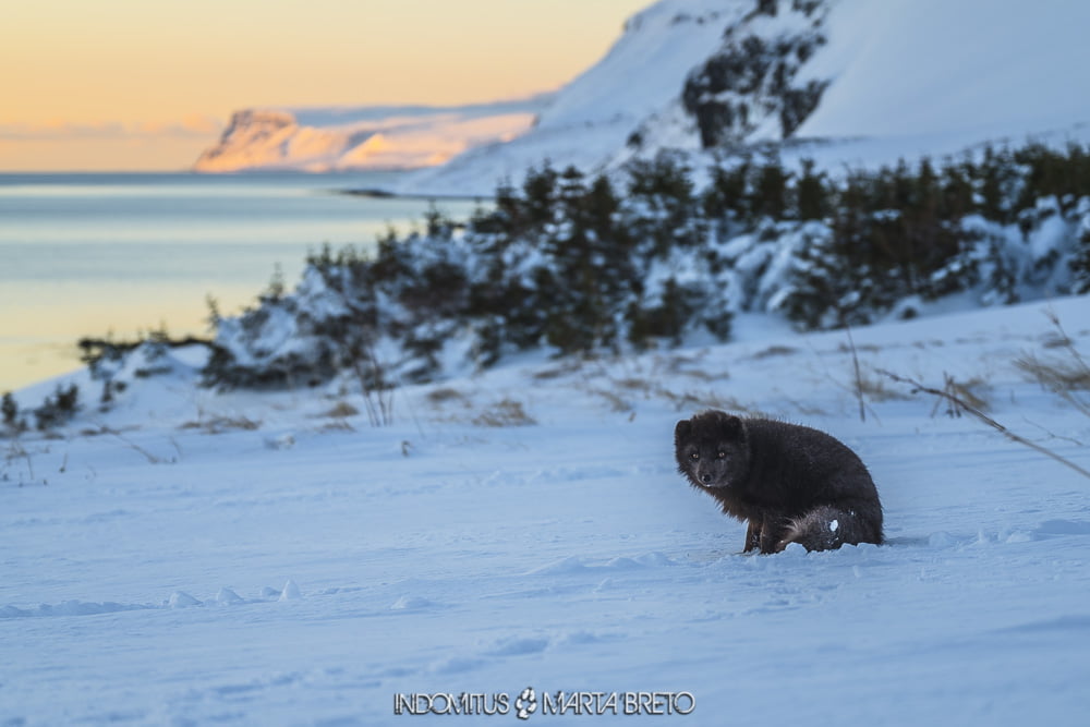 Where to see arctic foxes in iceland