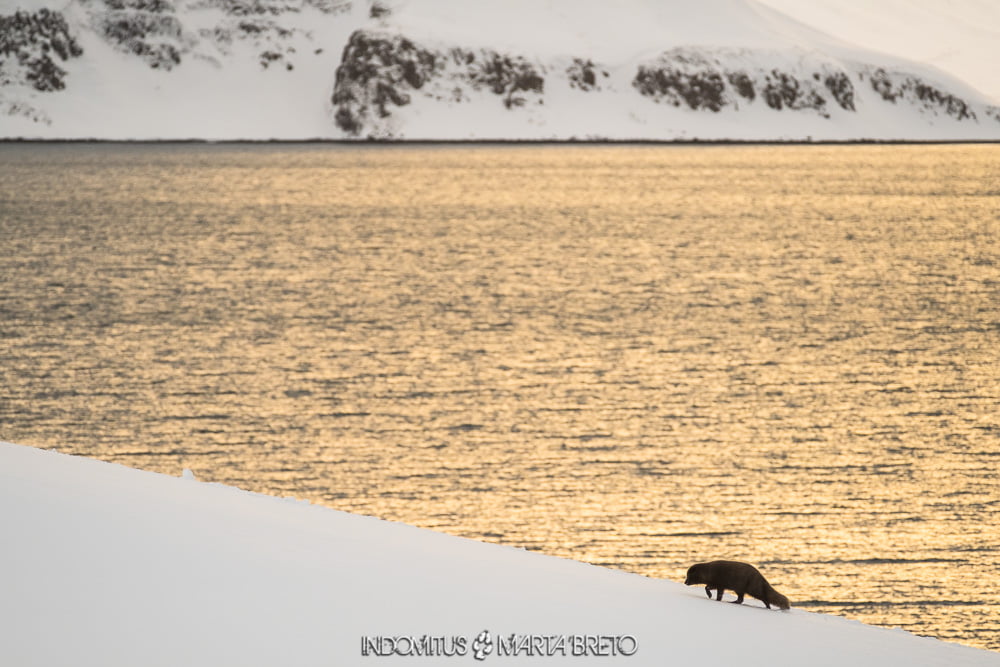 perfil de zorro ártico y paisaje nevado