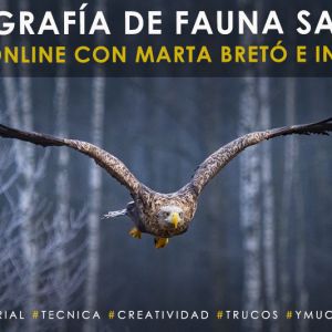 curso de fotografía de fauna salvaje