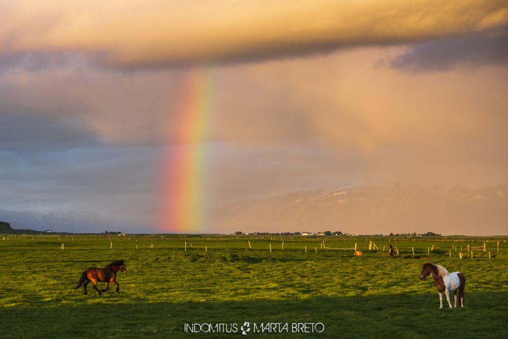 Caballos frente a paisaje con arcoíris