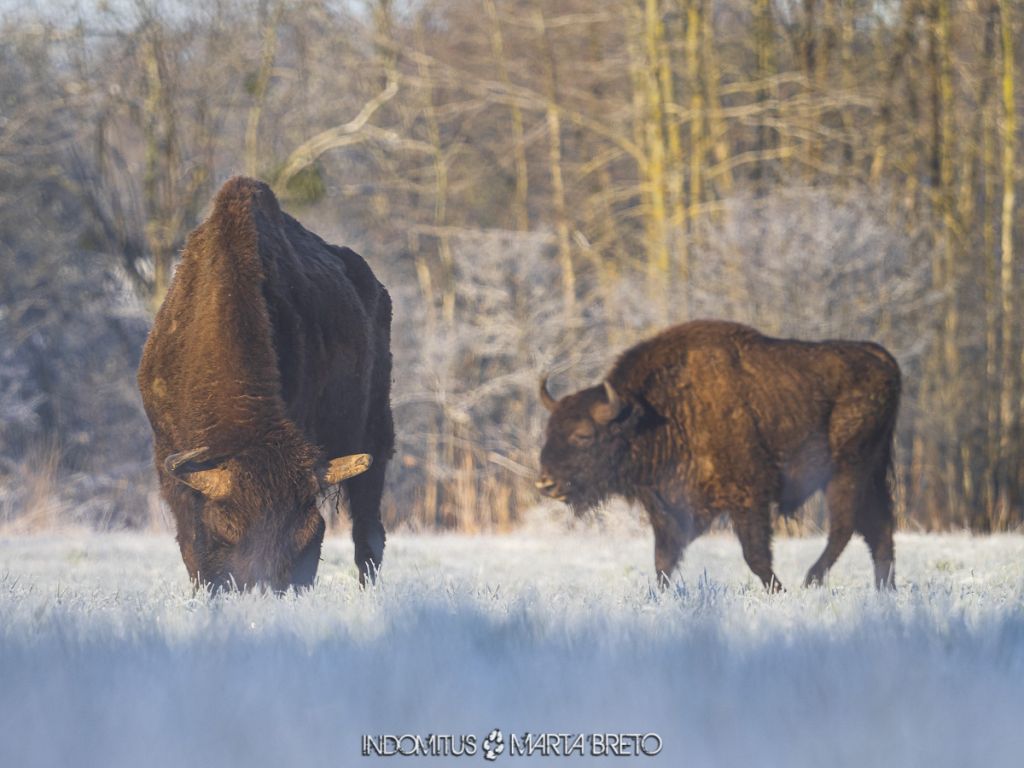 Bialowieza 20210427 01454 1