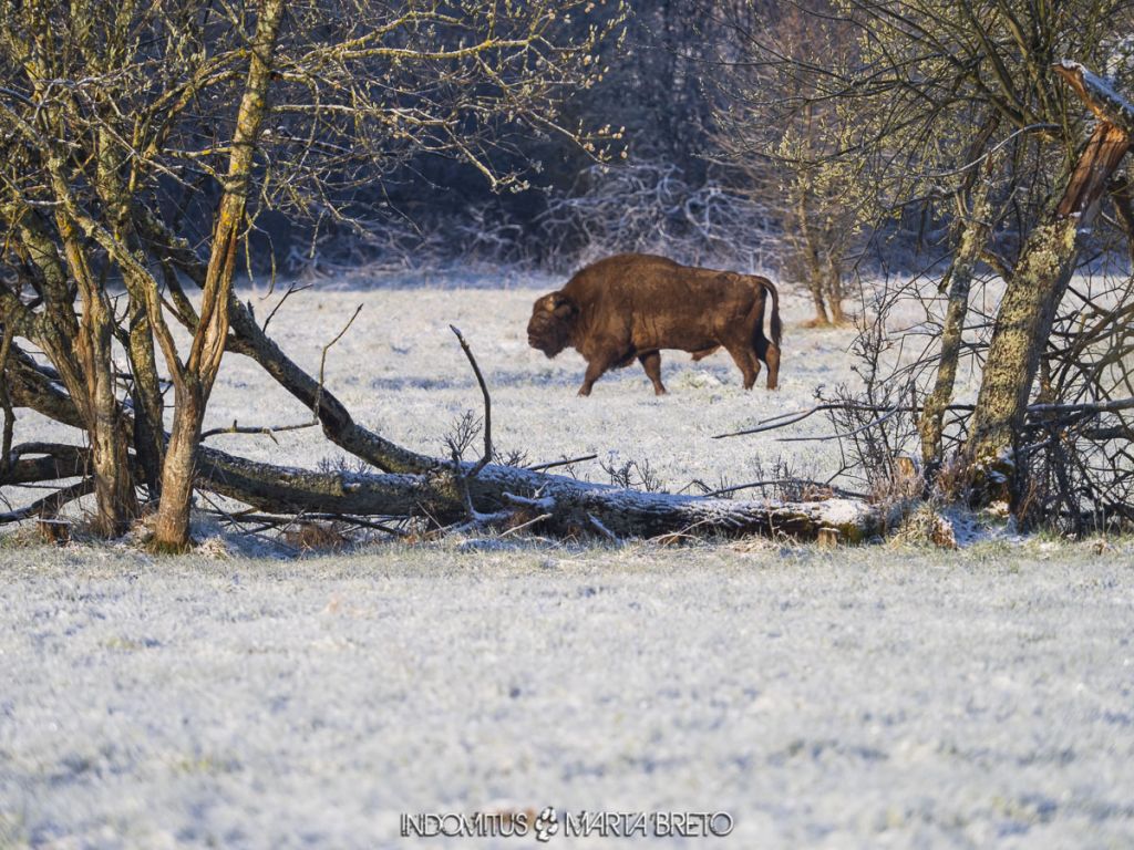 Bialowieza 20210427 01513