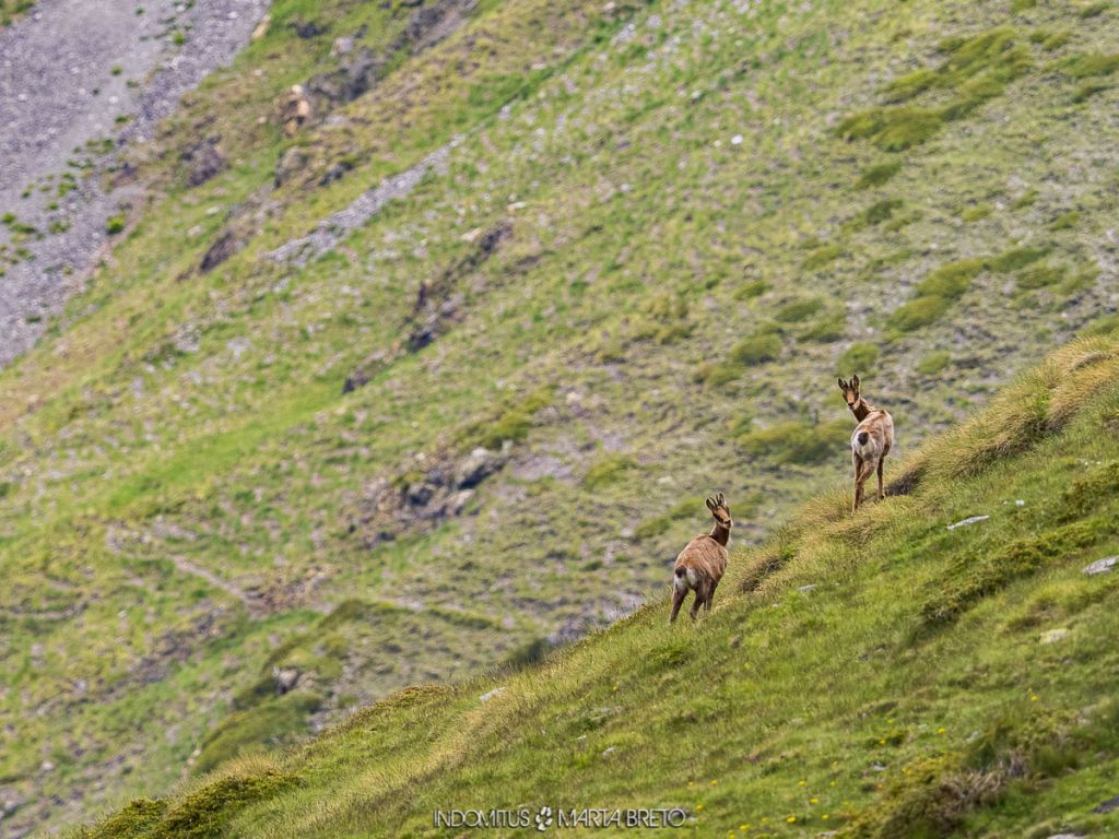 ValldeNuria 20210621 0824 2