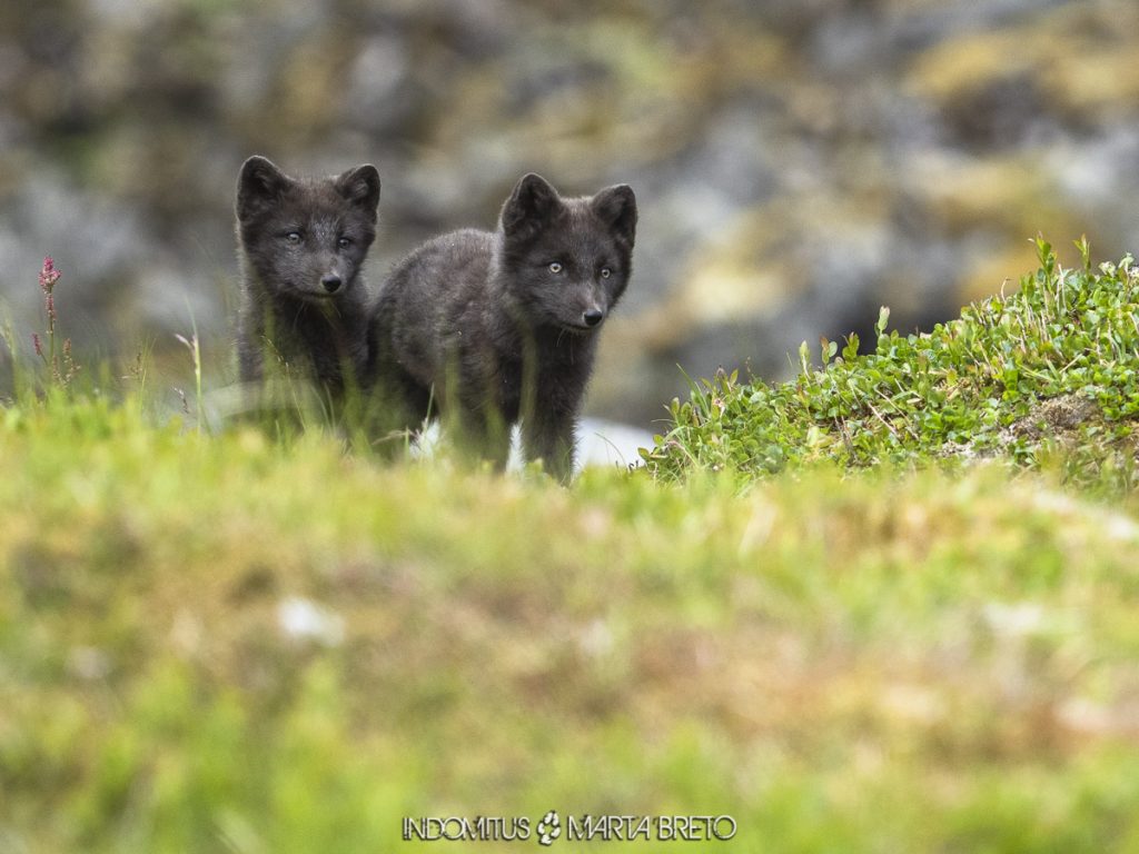 cachorros de zorro ártico