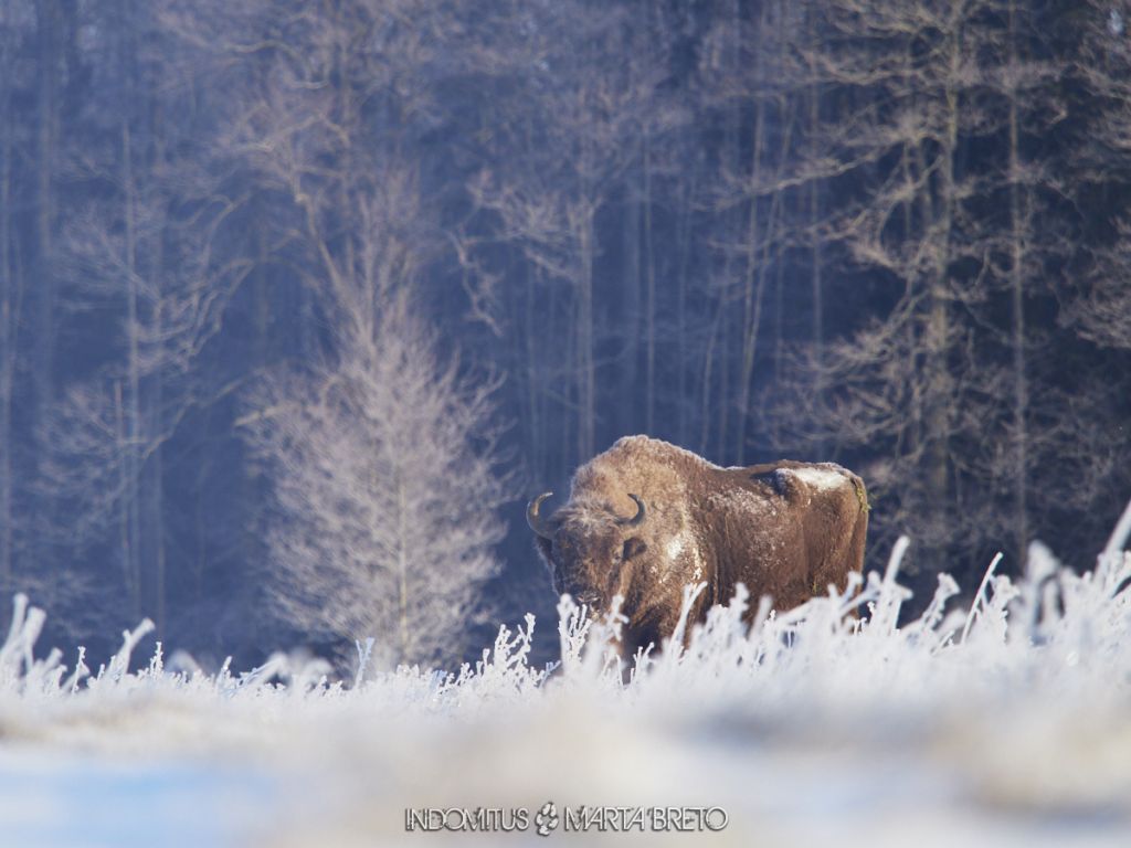 Bisonte europeo en Bialowieza