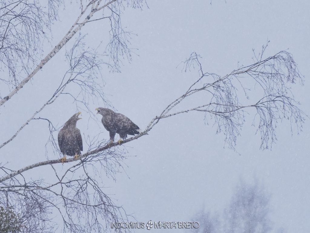 Pigargo europeo en Bialowieza