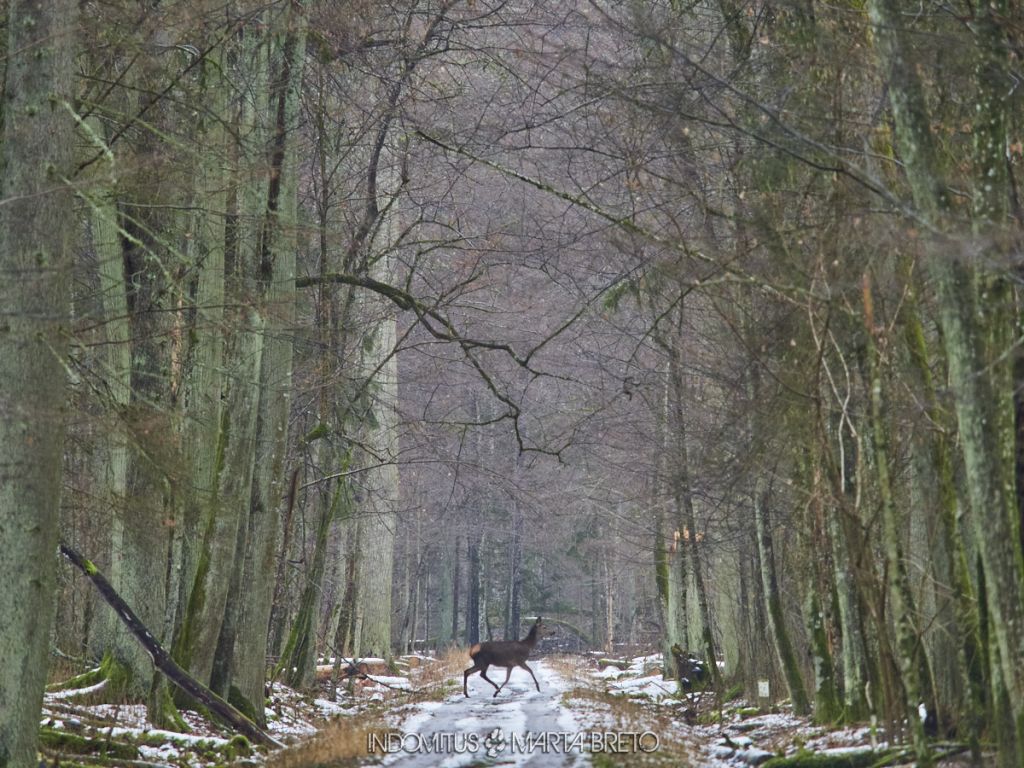 visitar bialowieza