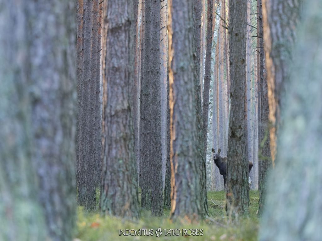 Bialowieza 3 1060 ORF DxO DeepPRIME