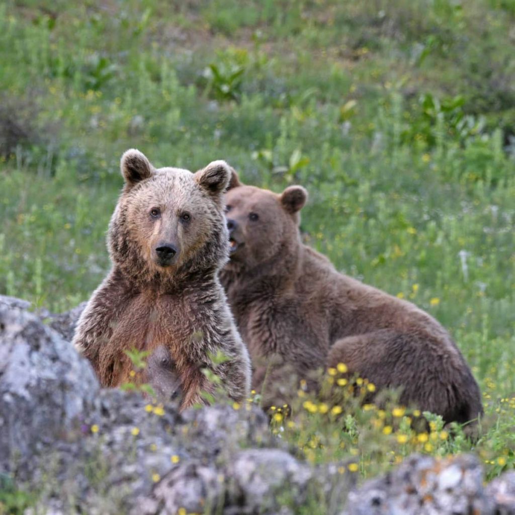 Iran natura Oso 2