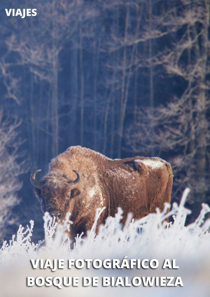 Viaje fotografico a Bialowieza 6