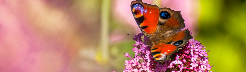 Cascadas y mariposas
