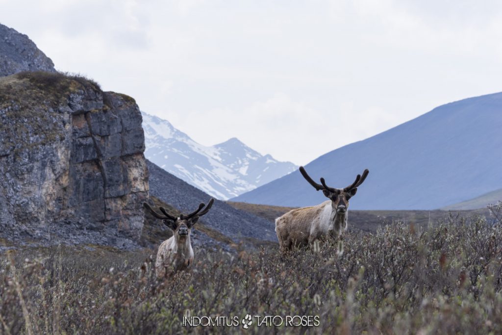 Alaska salvaje 7 ANWR 0393