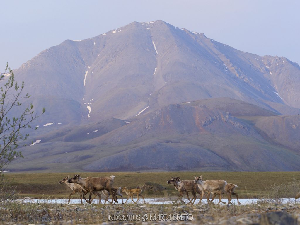 Alaska salvaje 8 ANWR 3273