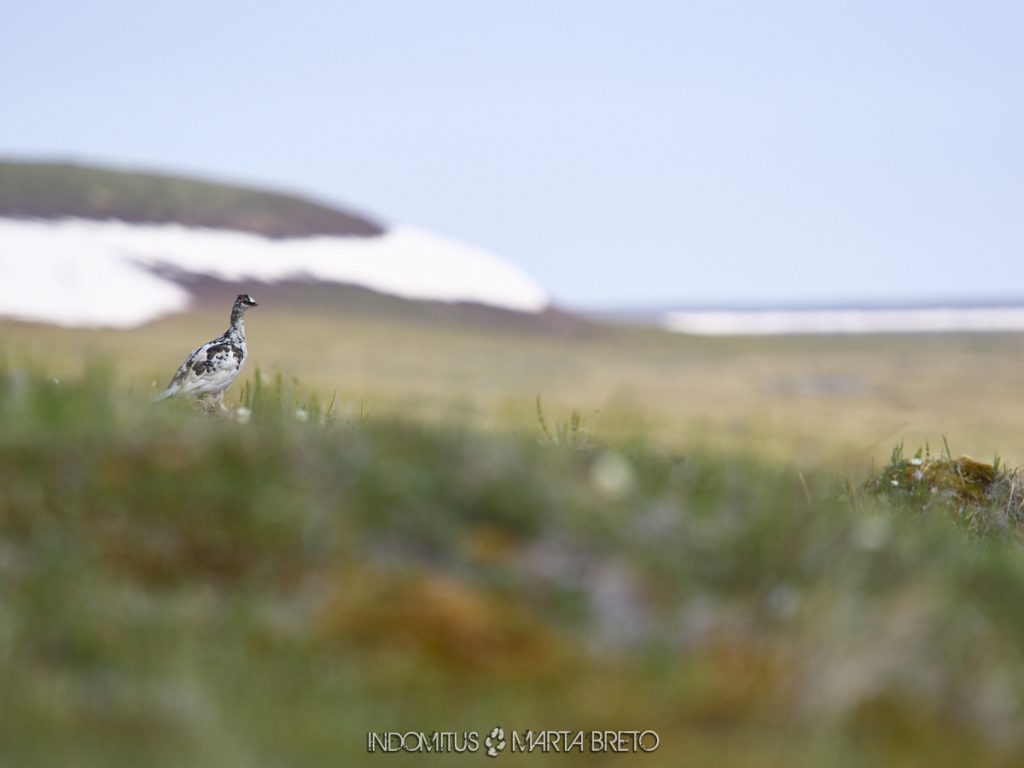 Alaska salvaje 14 ANWR 3634