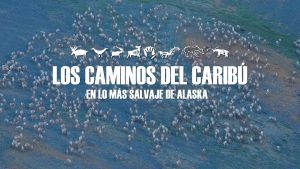 Videoclub: Los caminos del caribú (alquiler)