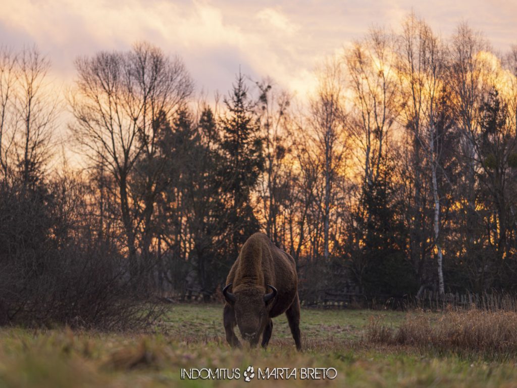 Bisonte europeo en Bialowieza