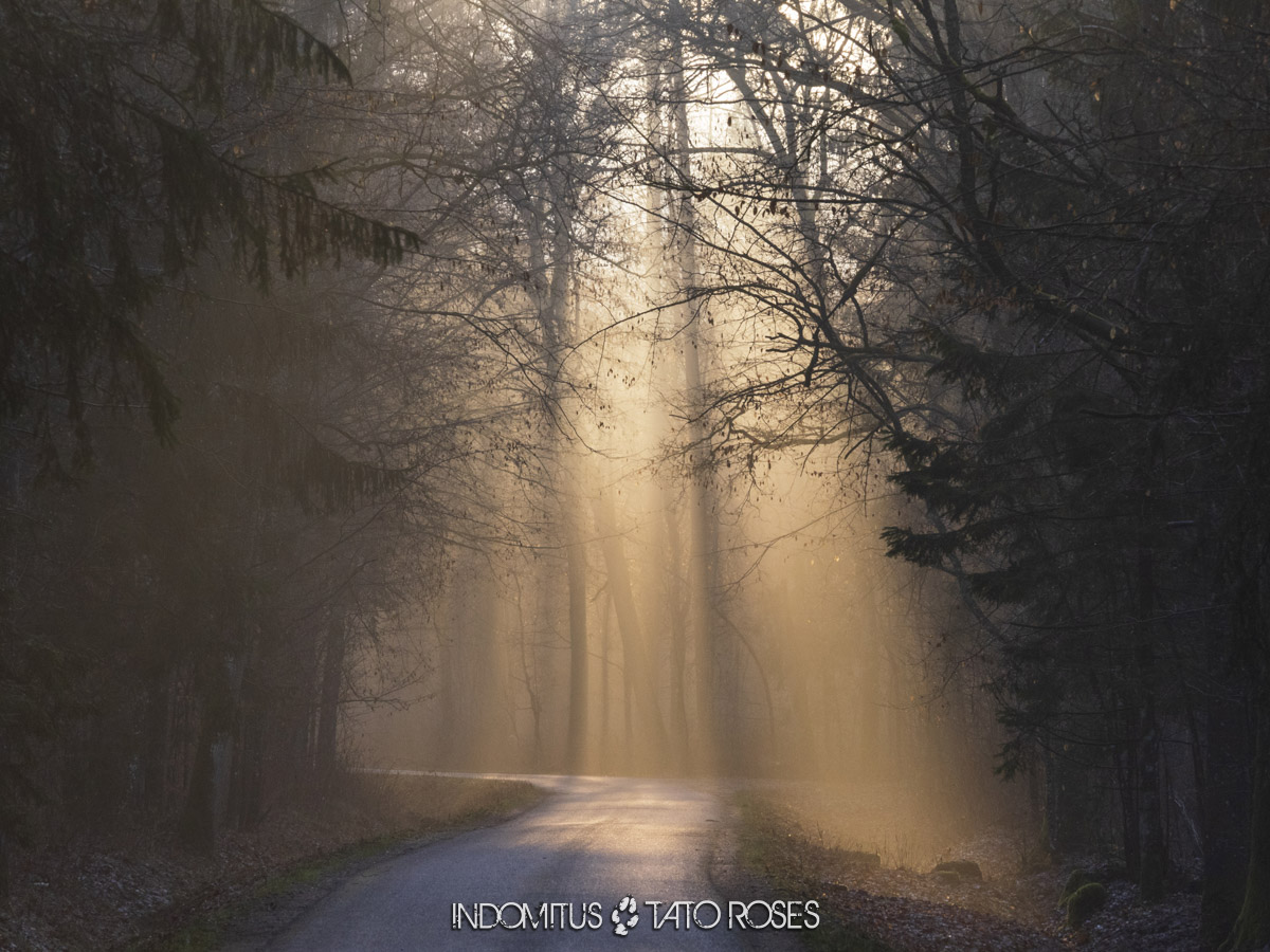 Bosque de Bialowieza