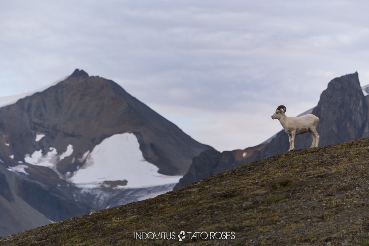 Stone sheep