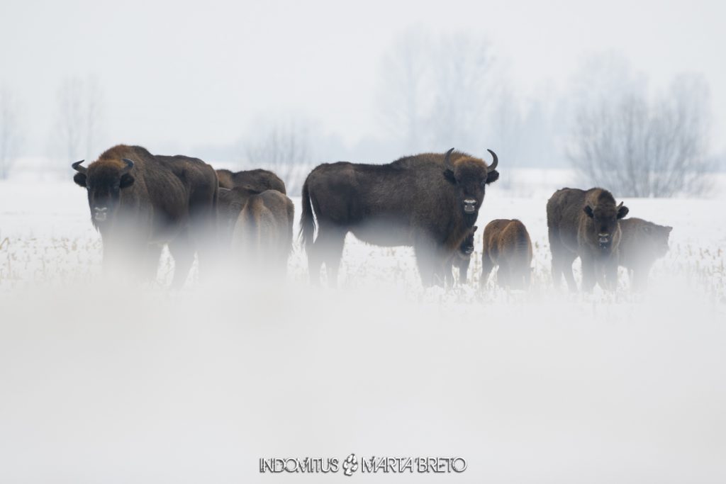 Bialowieza Marta Breto 2024011803607