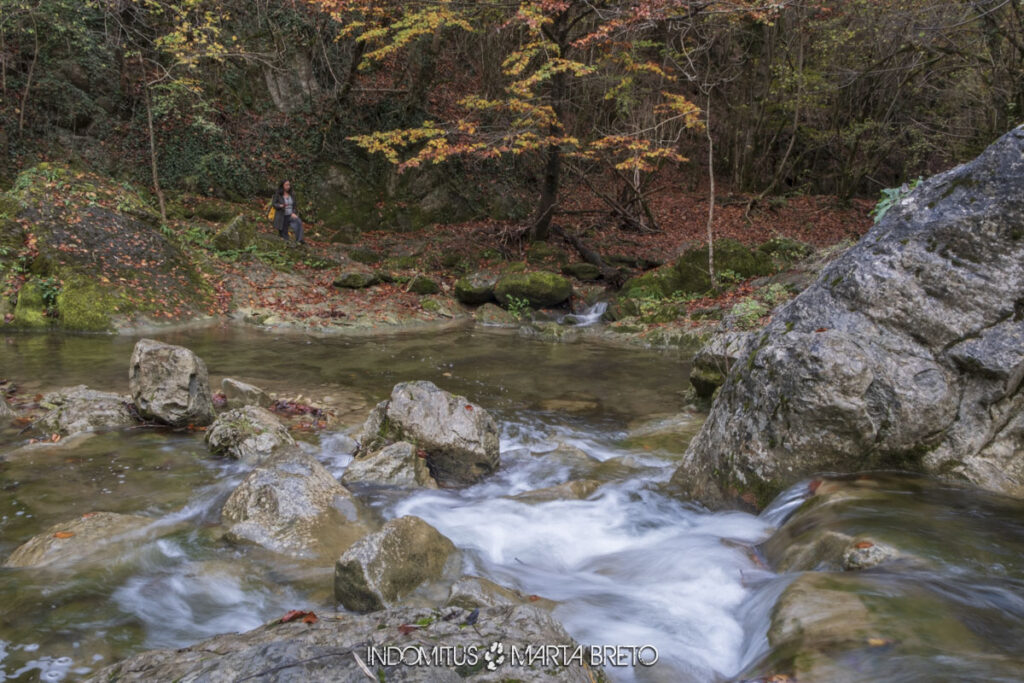 bosque de terciopelo 2024 0158