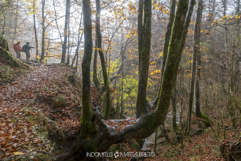 bosque de terciopelo 2024 0220