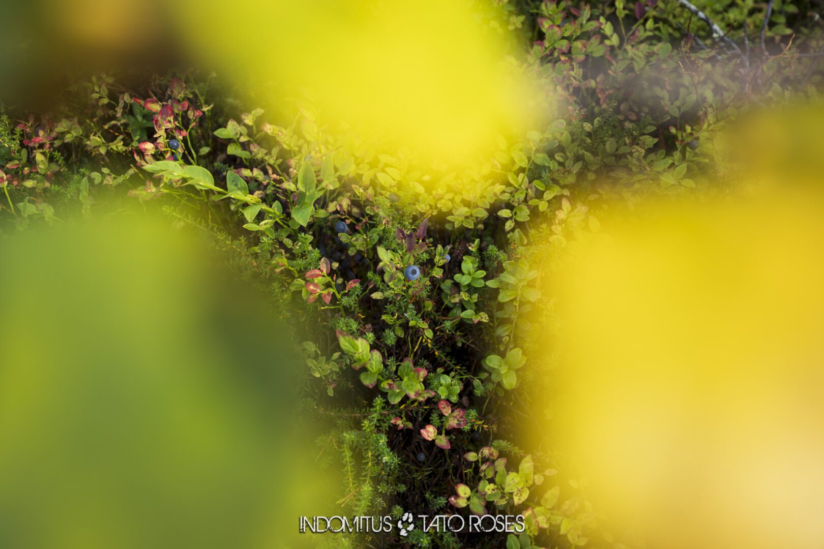 Laponia 2025091712617