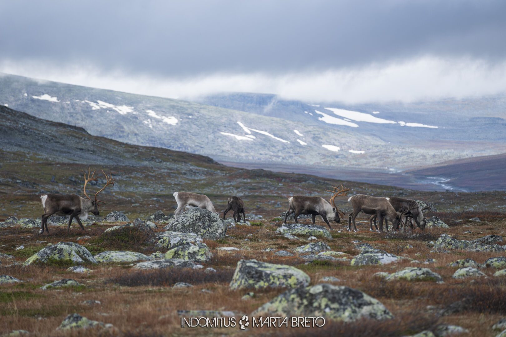 Laponia2025091402805