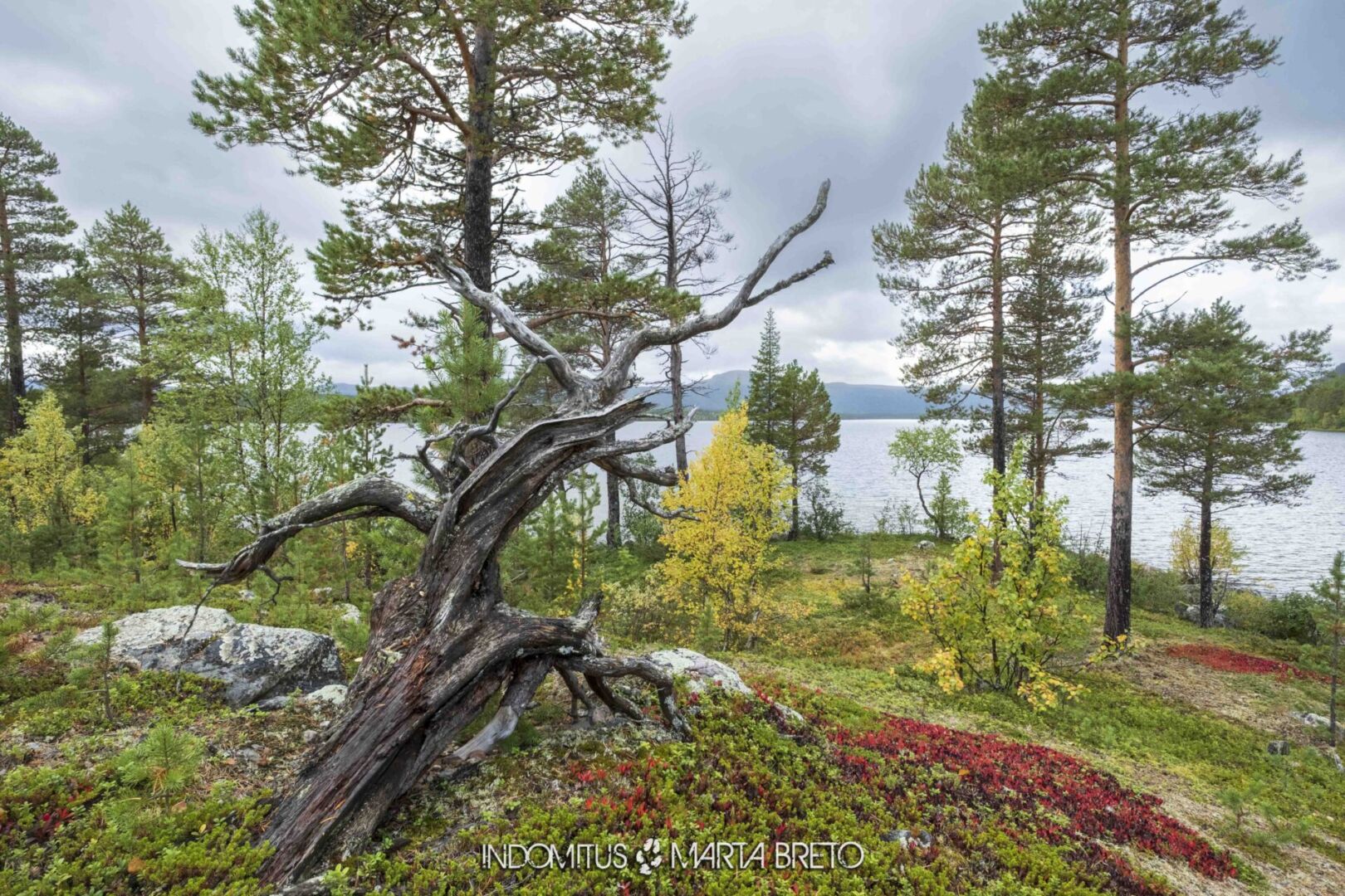 Laponia2025091603342 scaled