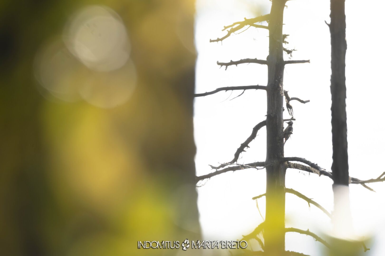 Laponia2025091603858 scaled