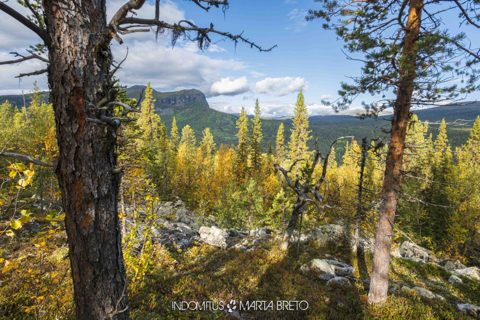 Laponia2025091704348 scaled