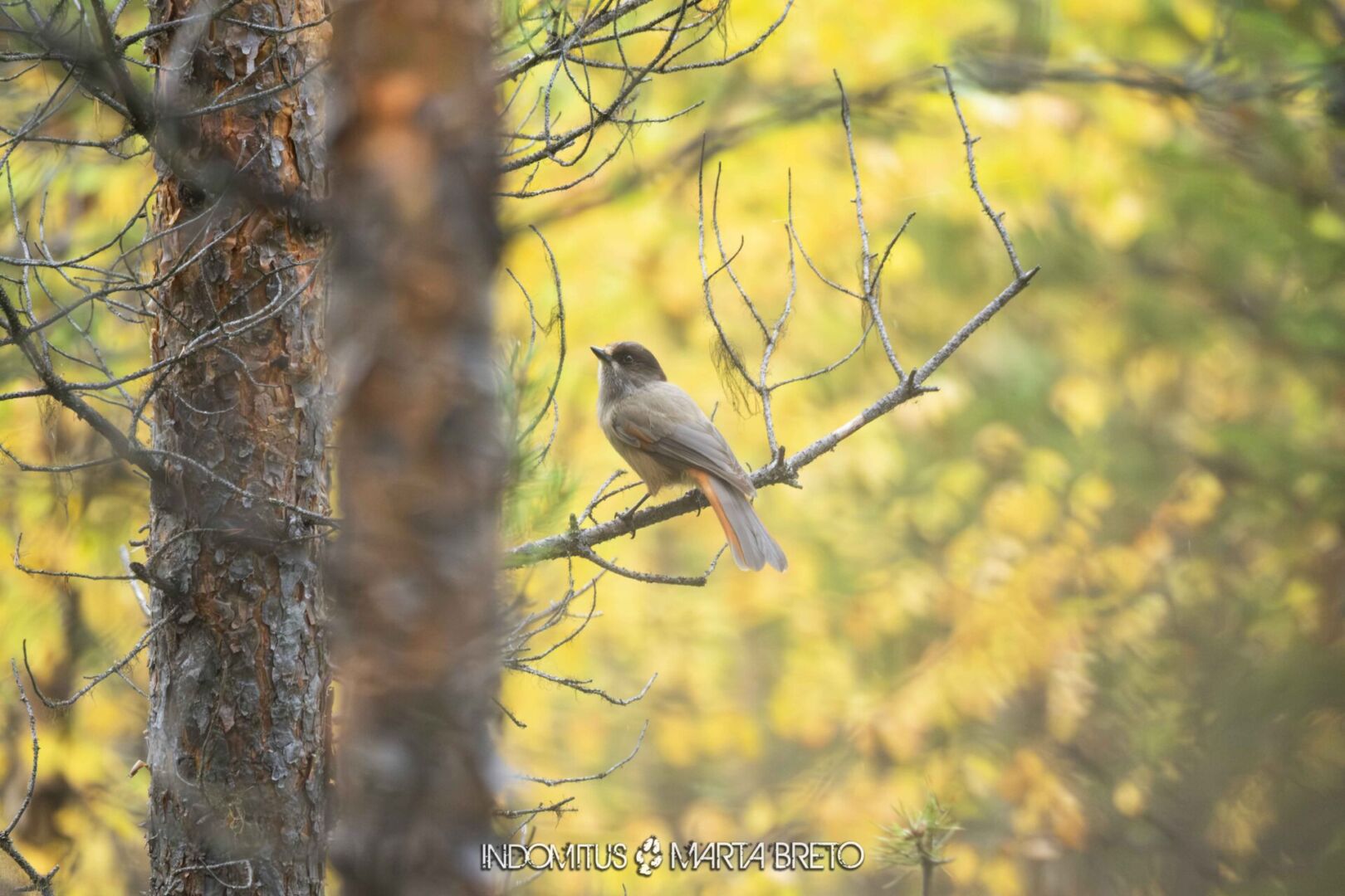 Laponia2025091704499 scaled