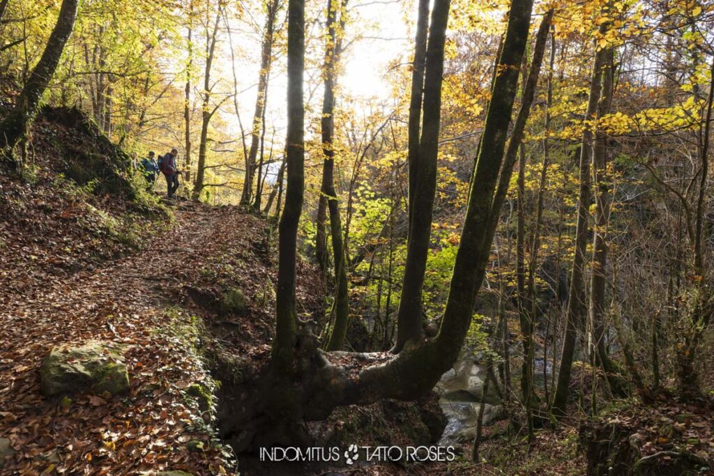 Bosque terciopelo 64