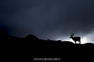 Curso fotografía de fauna