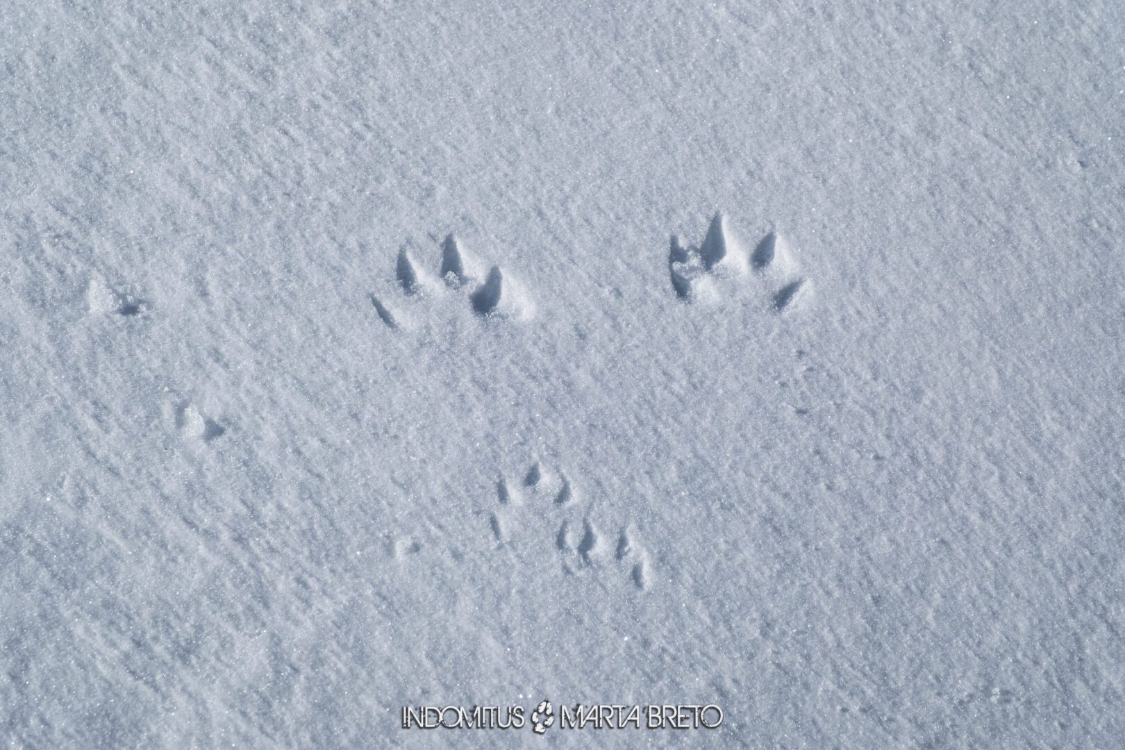 Montgarri202602220422