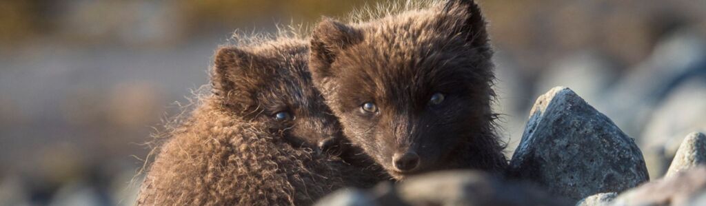 expedicion zorro artico