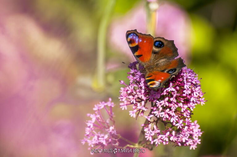Phototrekking 5 DSC6358