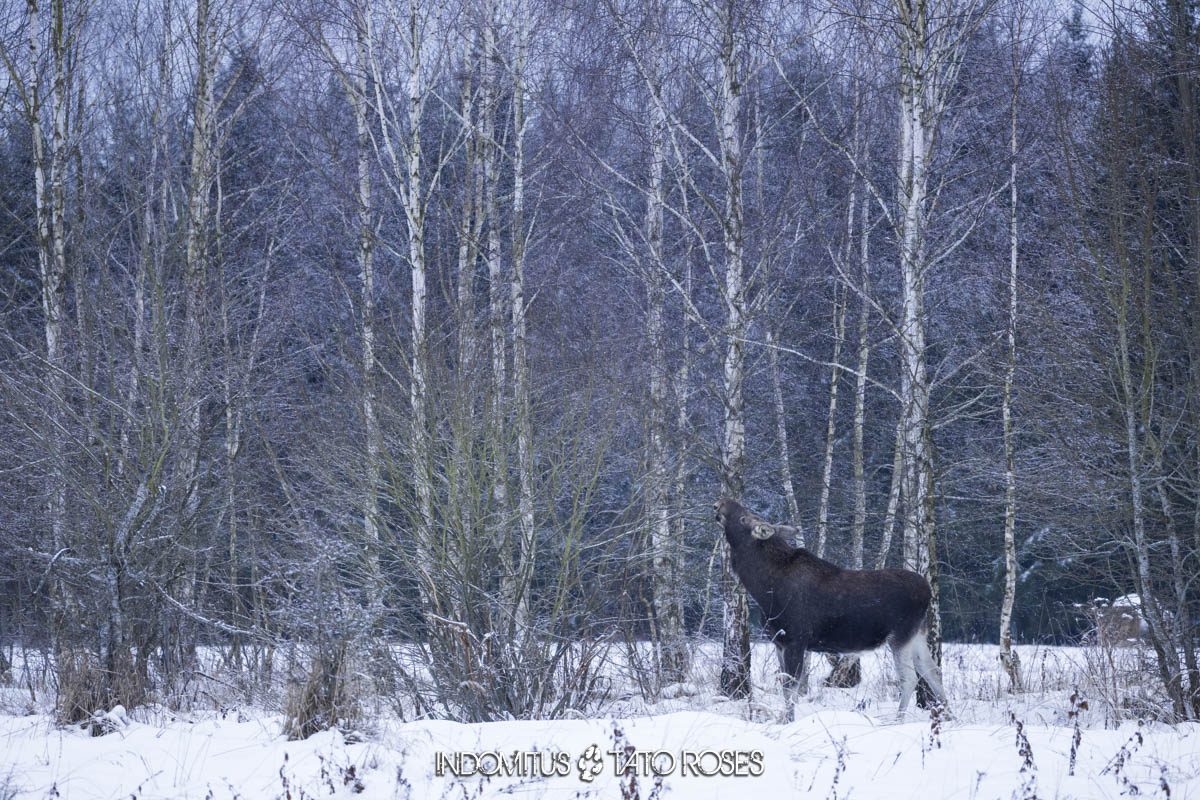 Bialowieza 6 426