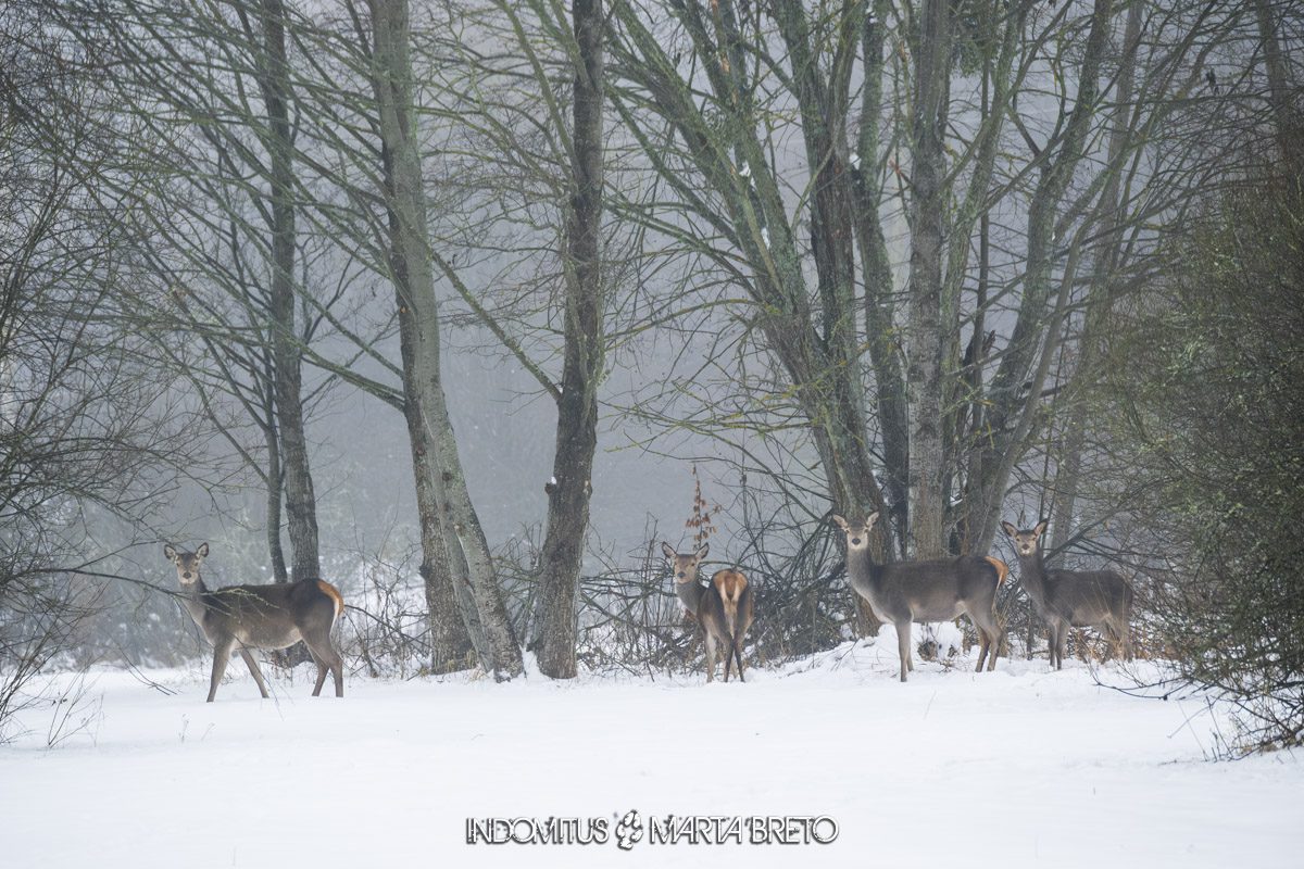 Bialowieza202601270507