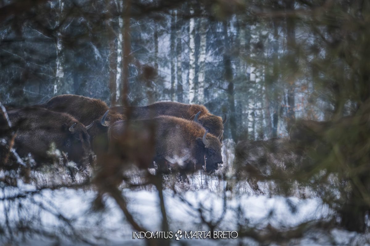 Bialowieza202601294669