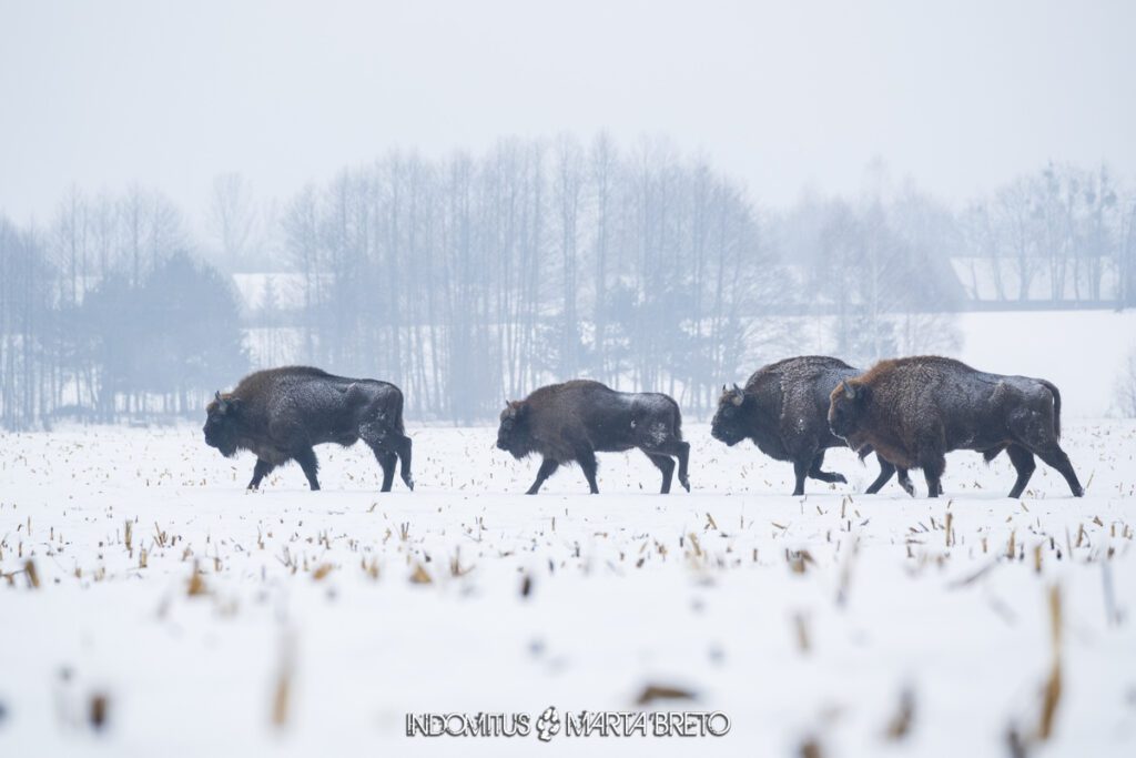 Bialowieza202601295057