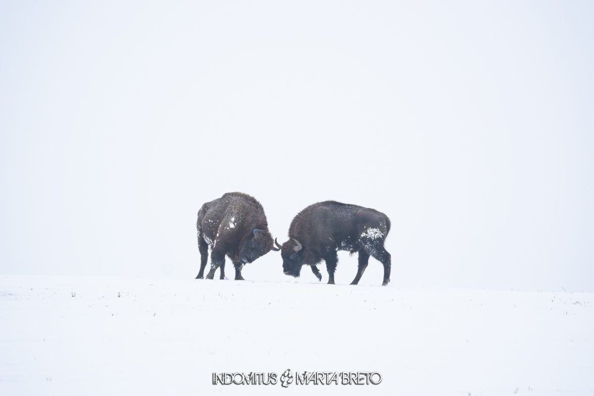 Bialowieza202601295322