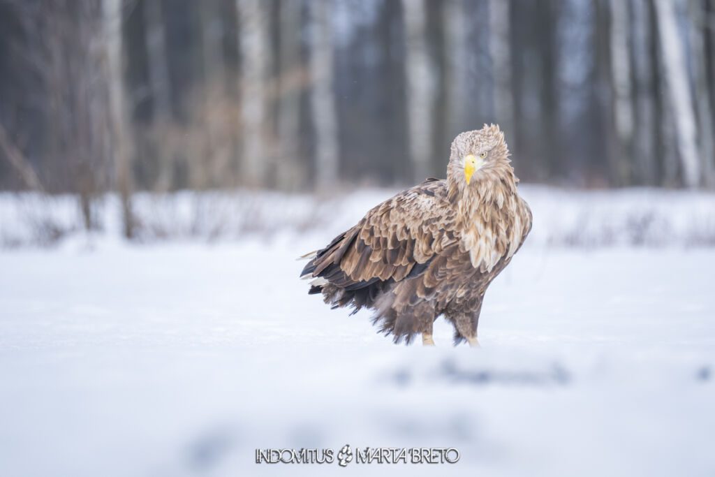 Bialowieza202601306311