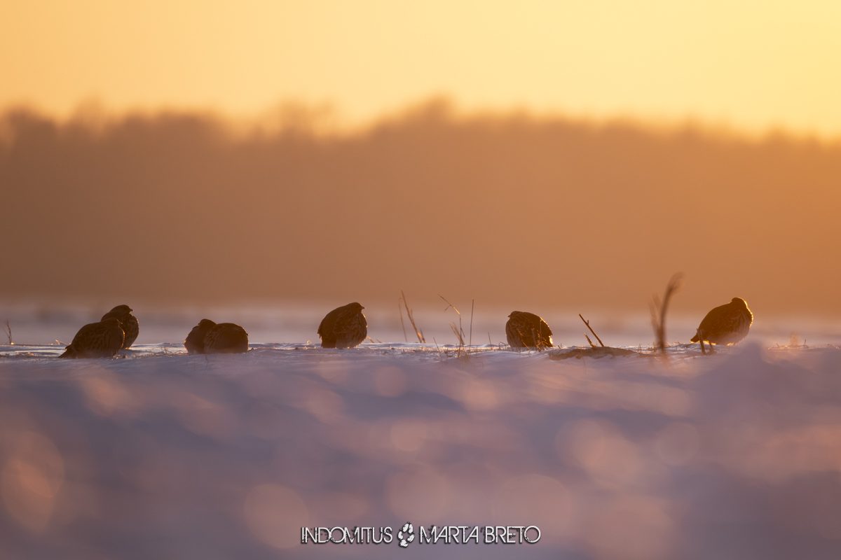Bialowieza202602018114