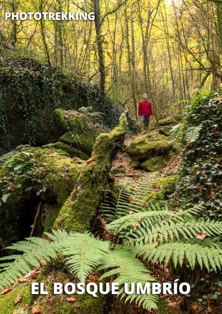 el bosque umbrio home