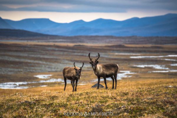 Charlas y proyecciones 2 Marta Bretó - Indomitus