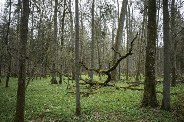 Bialowieza_Bosque