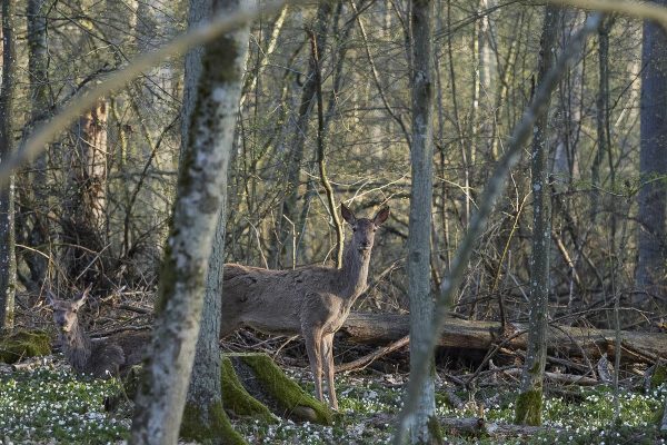 Bialowieza_ciervo rojo