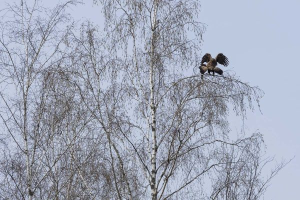 Bialowieza_Pigargo europeo